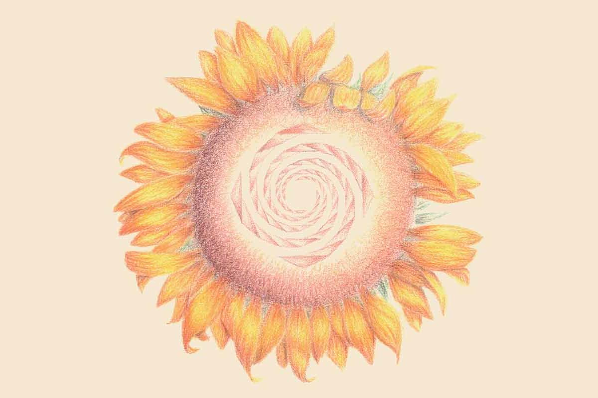 Sunflower geometric drawing